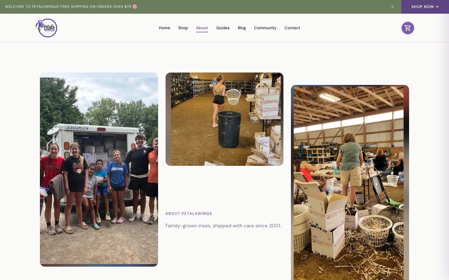 New PetalsWings about